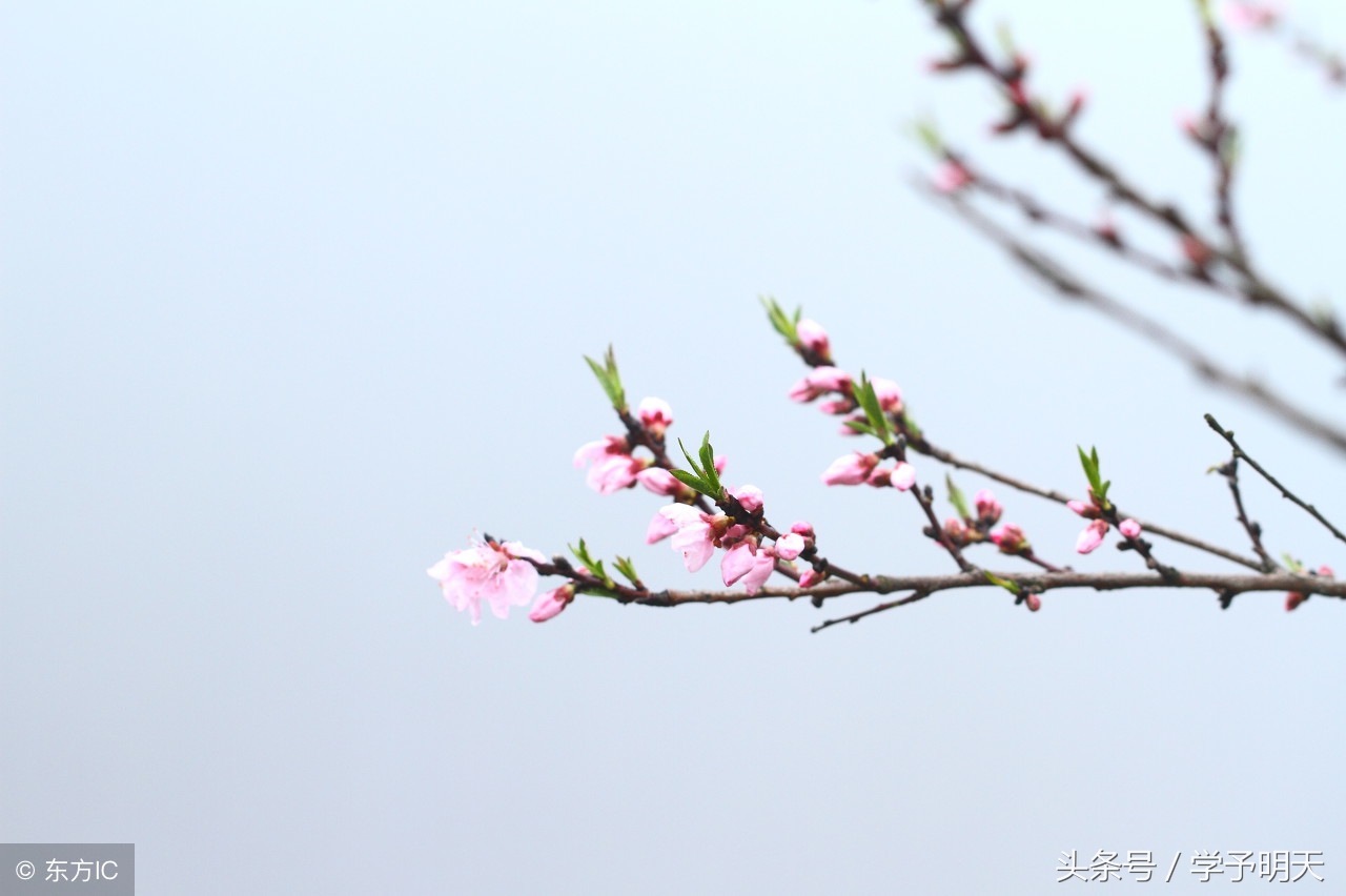 万马齐喑究可哀全诗（已亥杂诗全诗欣赏）