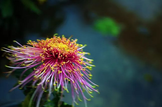 菊花古诗元稹诗意（小学描写菊花的诗句古诗）