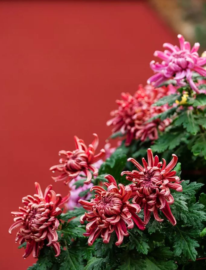 菊花古诗元稹诗意（小学描写菊花的诗句古诗）