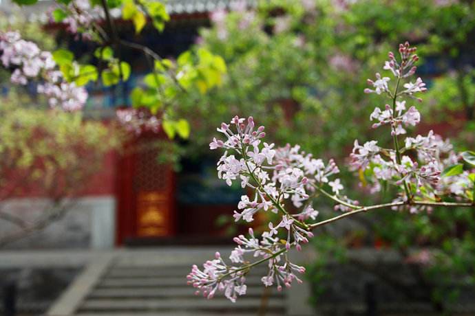 曲径通幽处禅房花木深全诗（破题山寺后禅院赏析）