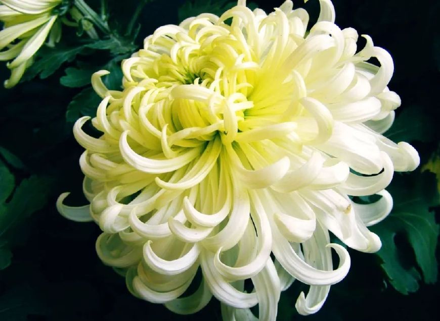 重阳节诗词歌赋（关于九九重阳节的古诗）