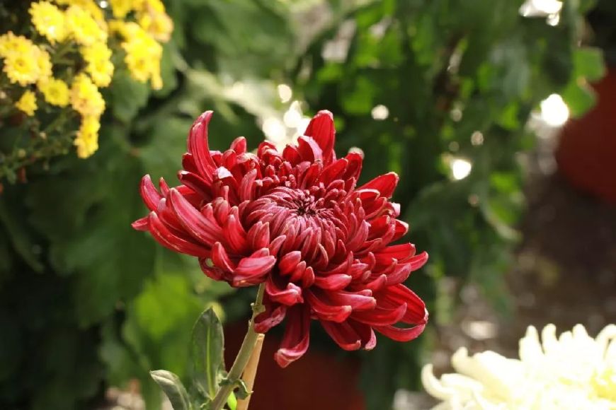 有关重阳节的诗歌有什么（赞美重阳节的诗句欣赏）
