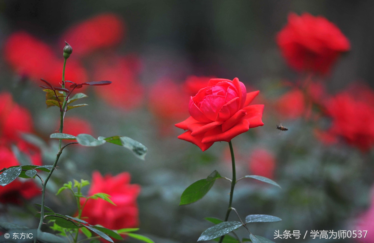 带花的诗句有哪些（关于花的古诗30首）