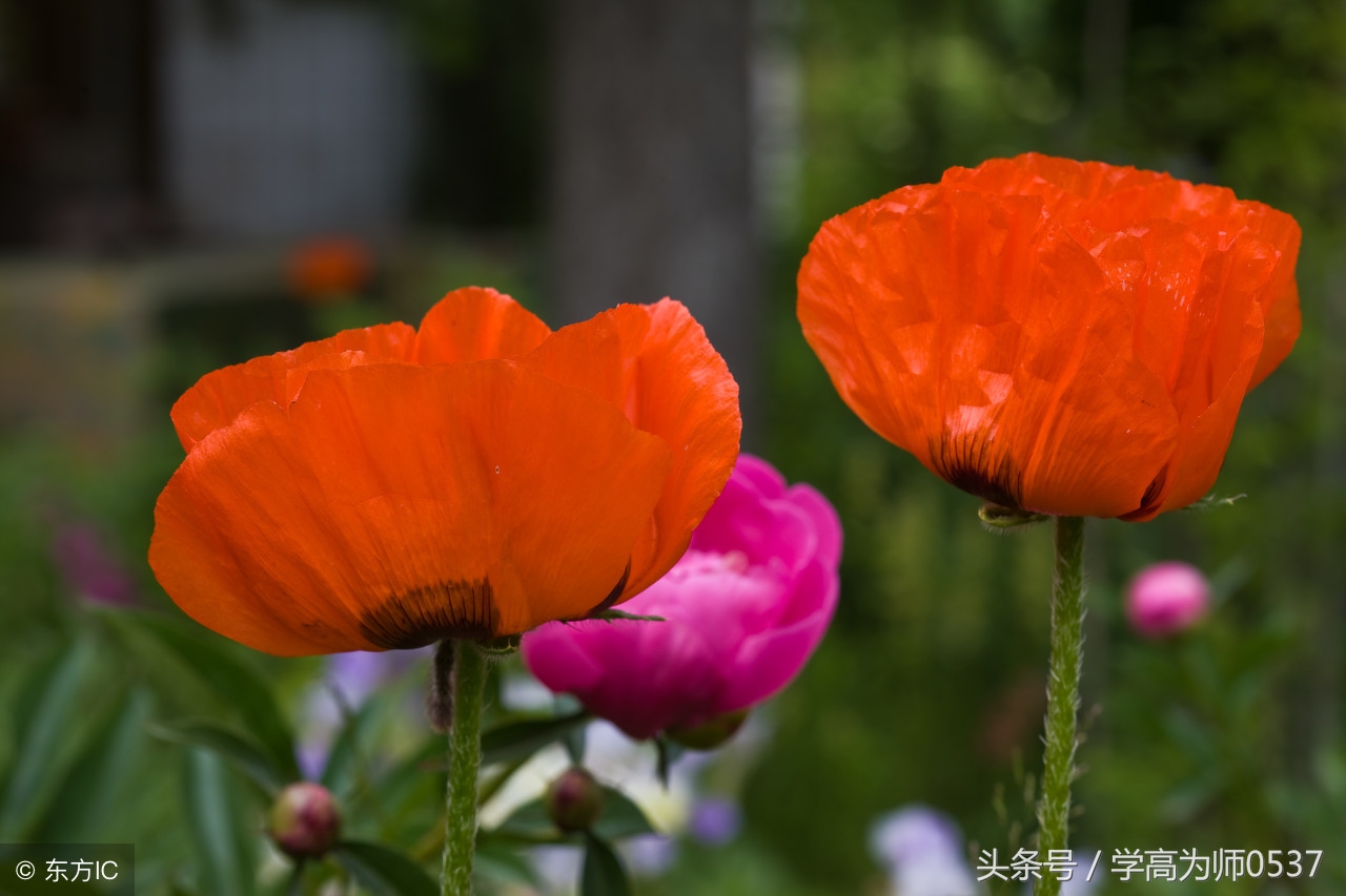 花的诗句经典名句（赞美花的经典绝句）