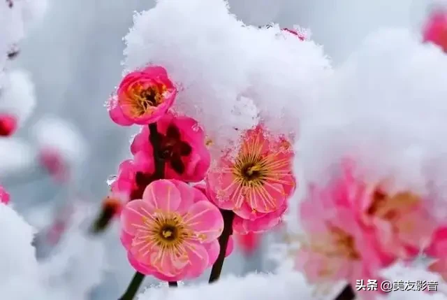 咏梅诗词精选赏析（著名梅花诗词赏析）