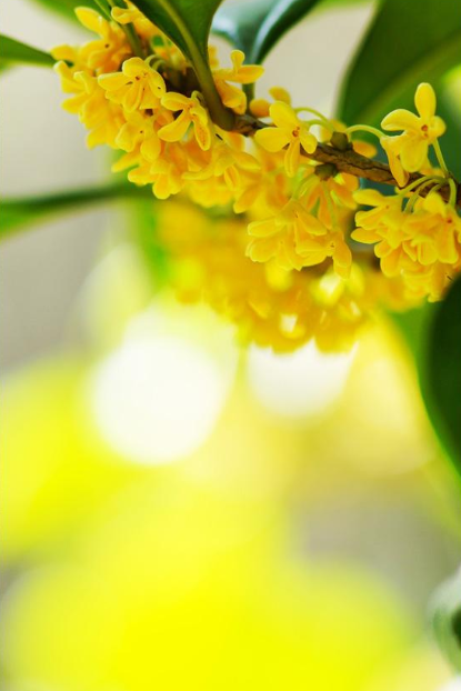 关于桂花的诗句古诗（赞美桂花的名句鉴赏）