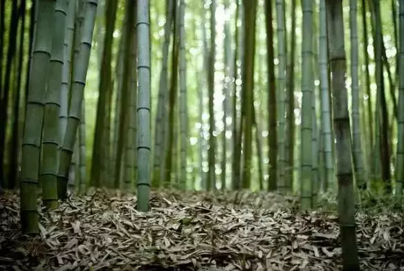 徐志摩诗歌鉴赏（徐志摩最经典的八首短诗）