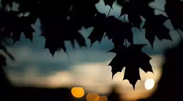 徐志摩诗歌鉴赏（徐志摩最经典的八首短诗）