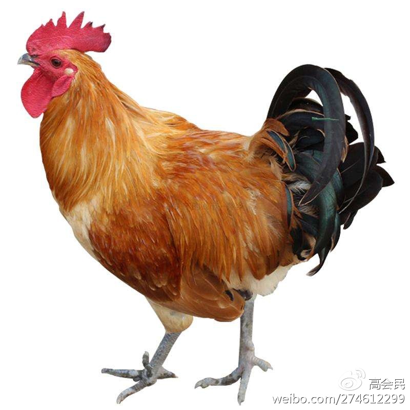 鸡零狗碎的意思是什么（鸡零狗碎的成语翻译）