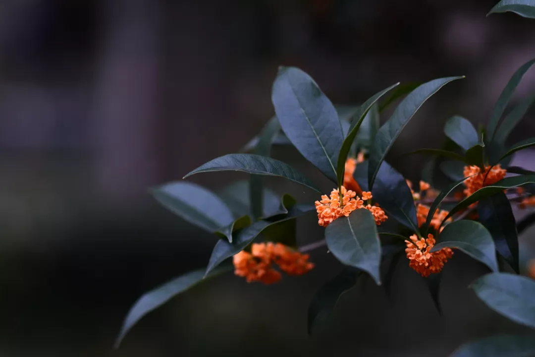 描写桂花的优美句子（赞美桂花的名句欣赏）
