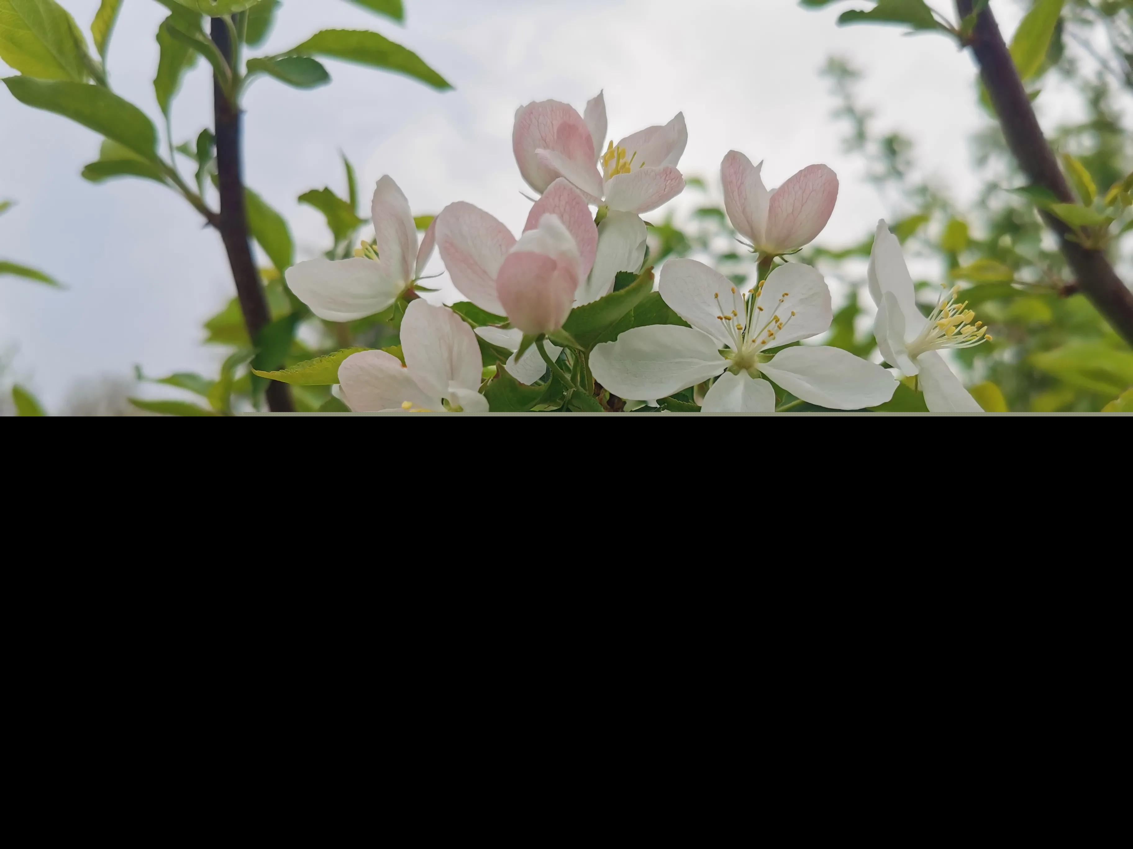 春天的优美句子摘抄（享受春天的唯美句子）