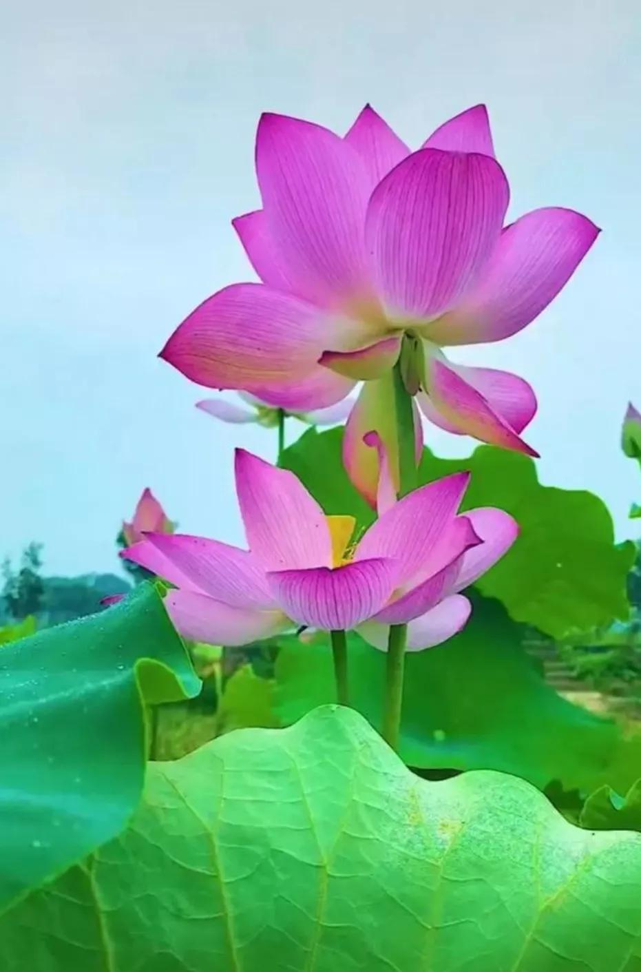 相思之苦的经典句子（牵挂的唯美句子）