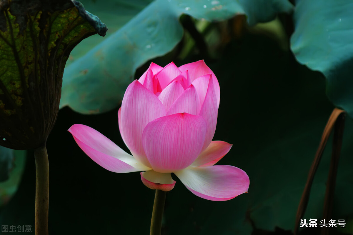 如梦令常记溪亭日暮李清照赏析（如梦令常记溪亭日暮翻译）