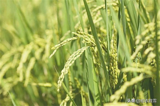 十里稻花香的完整诗（与稻谷有关的诗句）