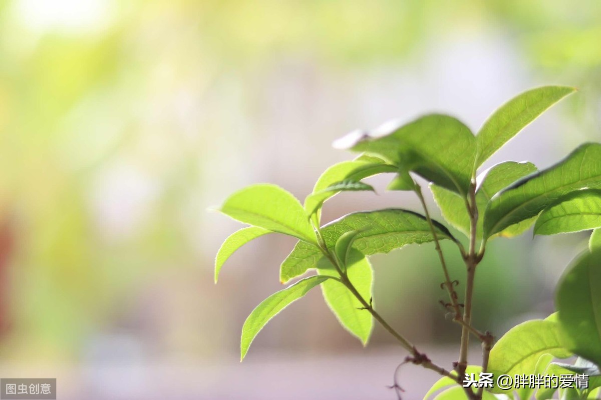 时光静好是什么意思（岁月静好诗句分享）