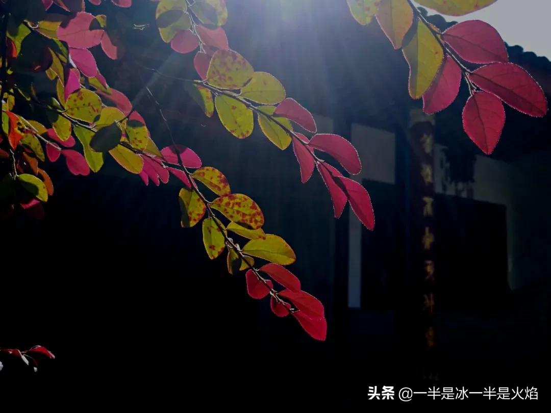 关于散文诗大全（散文诗精选摘抄）