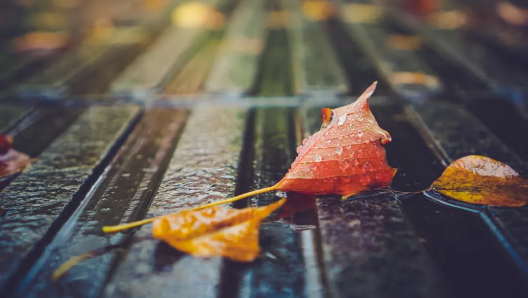 写秋雨的诗句古诗词（古典文学与诗词）