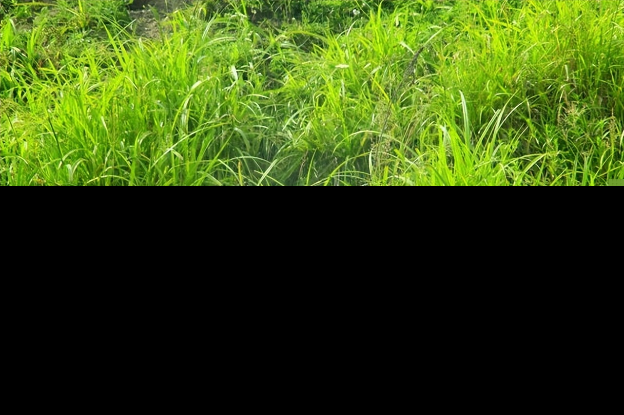 有关诗歌的故事有哪些（著名诗歌的传说故事）
