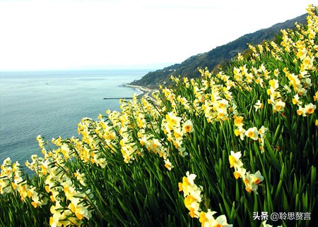 水仙花的诗歌有什么（描写水仙花的古诗）