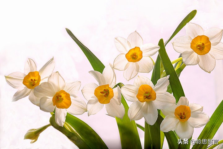 水仙花的诗歌有什么（描写水仙花的古诗）