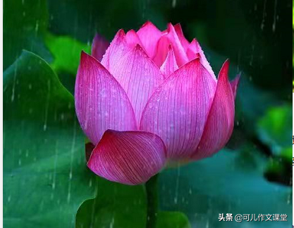 关于写雨的片段（描写雨的段落唯美）