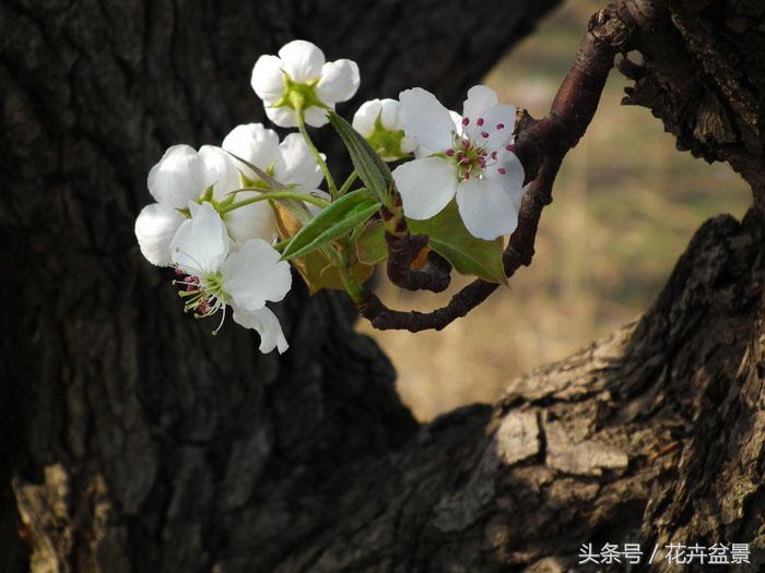 形容花的词语有哪些（关于花美丽的成语）