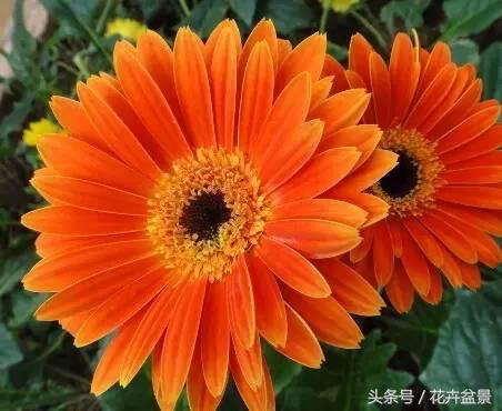 形容花的词语有哪些（关于花美丽的成语）