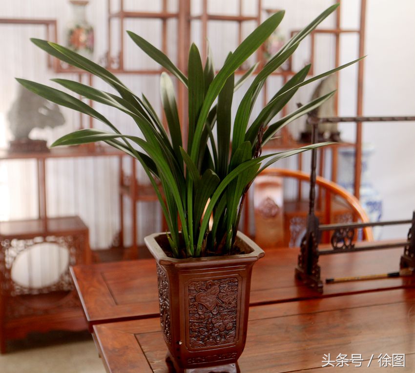形容兰花的词语有哪些（赞美兰花的四字词语）
