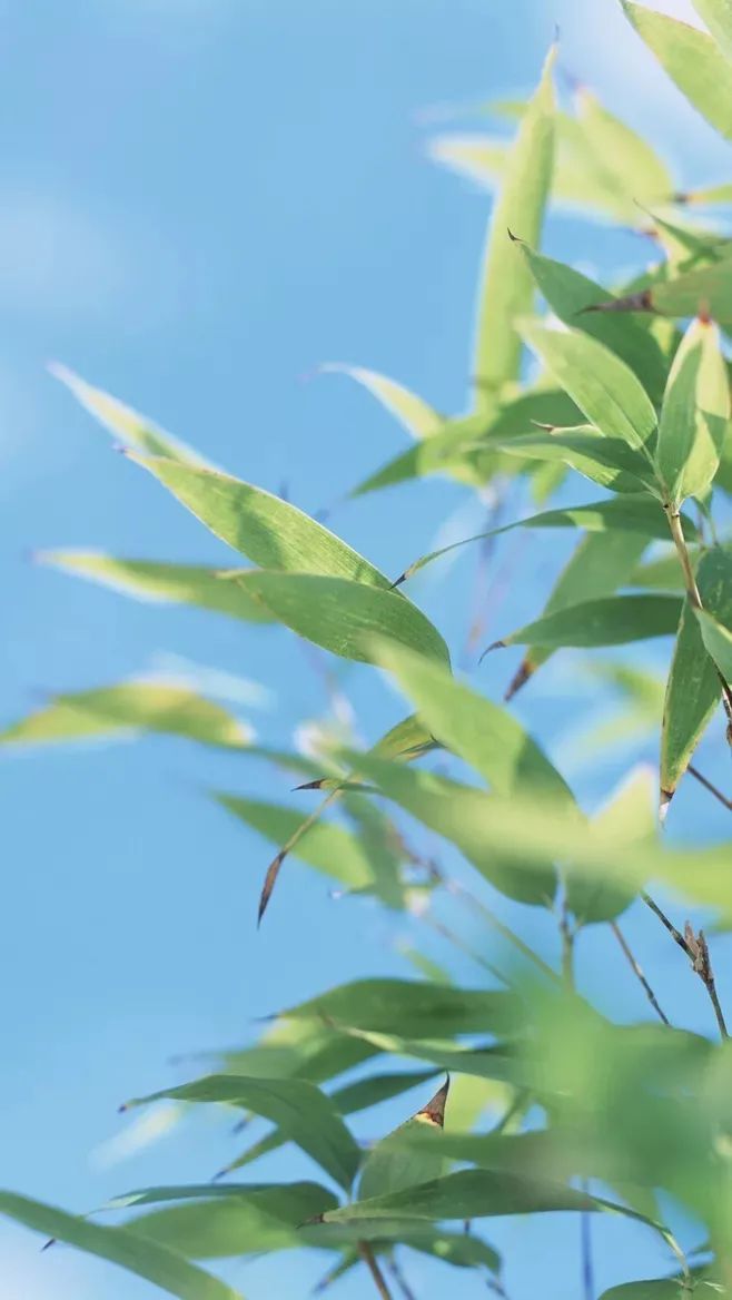 感叹自己有白发的句子（十首长出白头发伤感的诗句 ）
