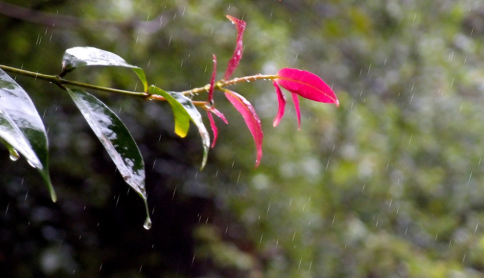 秋雨的诗句古诗唯美（赞美秋天的雨的诗句）