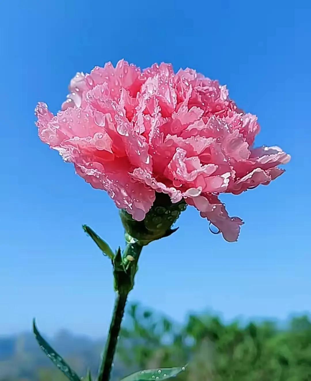 有志者事竟成议论文（有志者事竟成优秀作文）