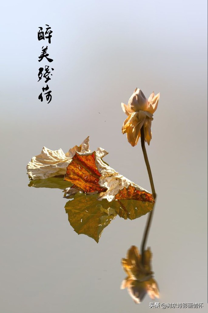 若耶溪傍采莲女（原文赏析及翻译）
