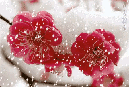 咏梅诗词精选赏析（著名梅花诗词赏析）