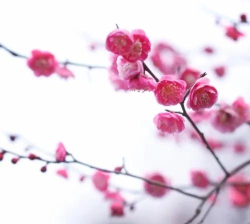 描写梅花的诗四句大全（泳梅的古诗四句）