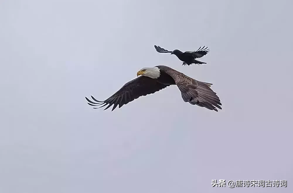 关于理想的诗歌（对理想不懈追求的诗句鉴赏）