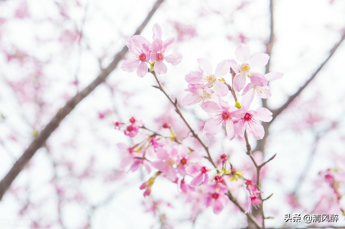 关于樱花的唯美短句（适合发樱花的文案）