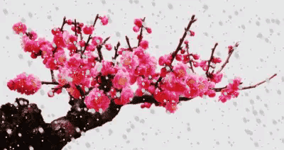 咏梅诗词精选赏析（著名梅花诗词赏析）
