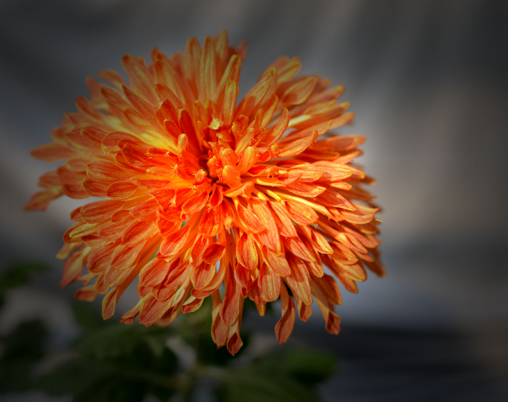 菊花古诗有哪些（赞美菊花的诗句分享）