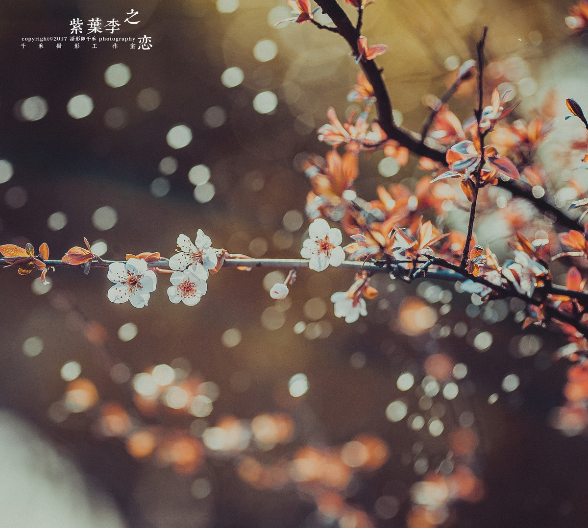 二月诗词有些什么（描写二月的诗词赏析）