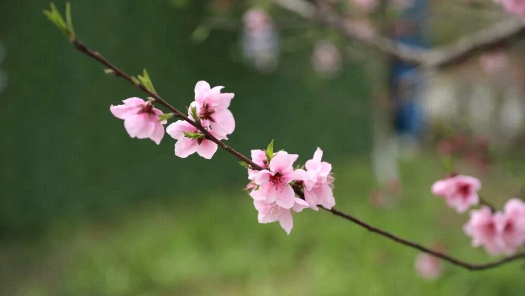 我的承诺作文600字（难忘的承诺作文范文）