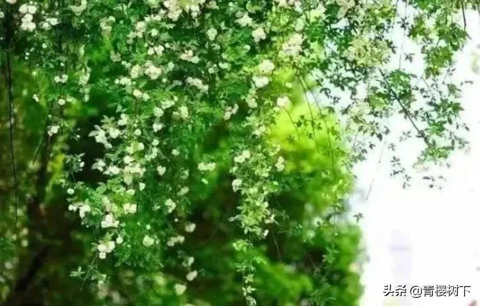 余光中诗歌精选（余光中的诗集分享）