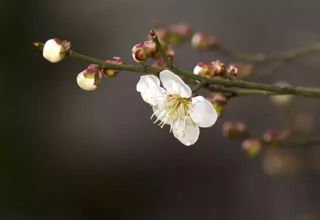 歌颂情谊的诗句古诗（表达真挚友情的古诗）