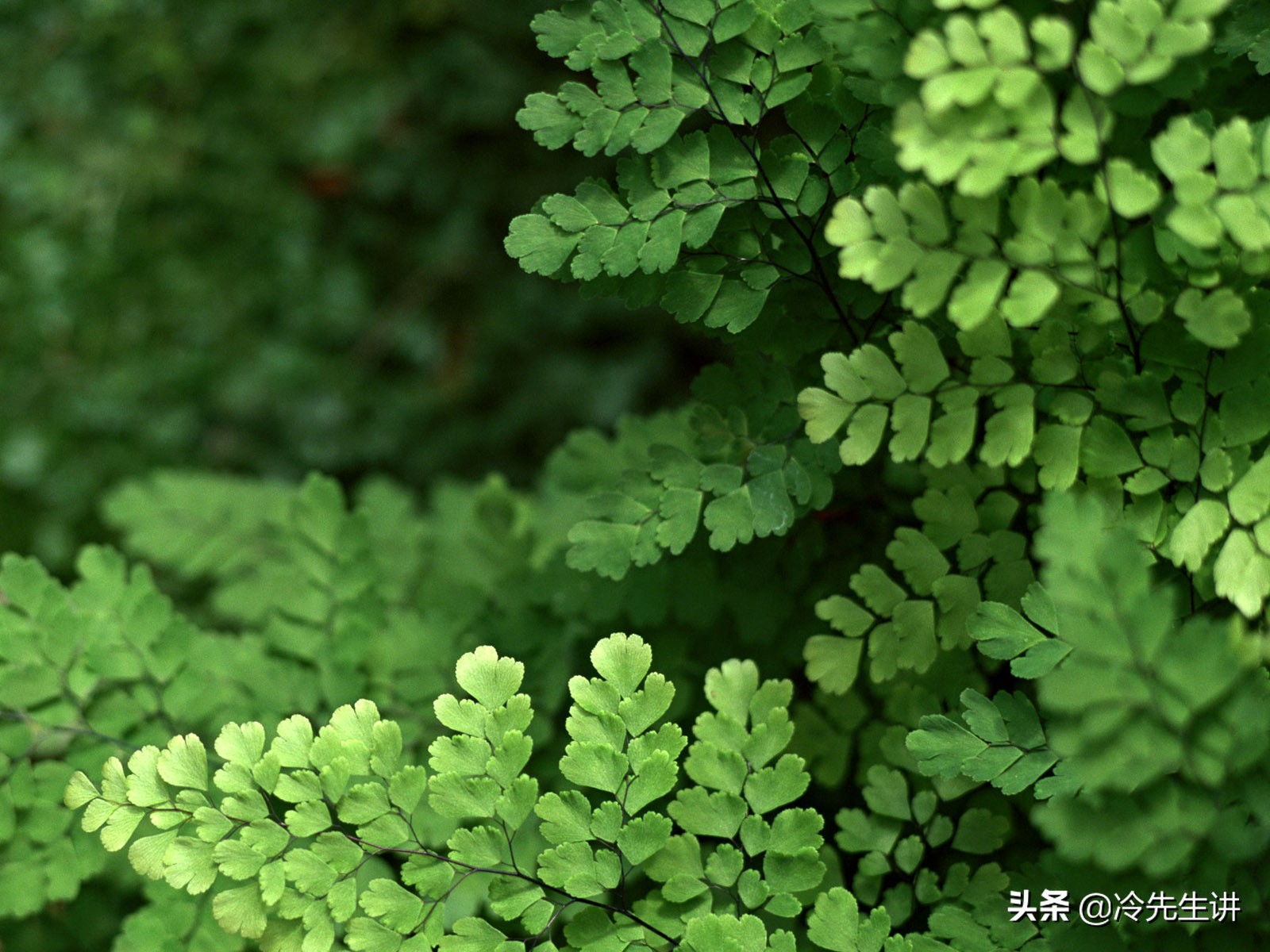 花草树木的成语有哪些（描写花草树木的四字词语）