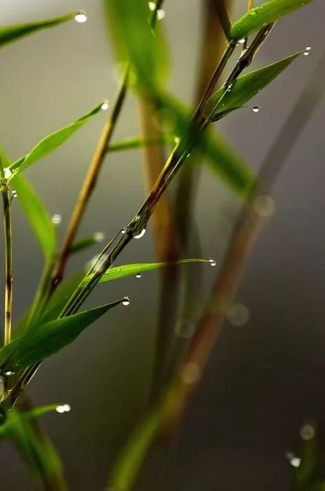 半山听雨古诗词（竹林听雨唯美句子赏析）