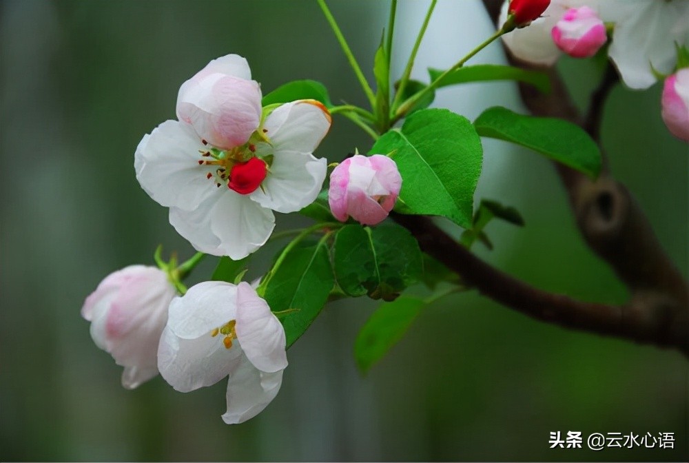 纳兰性德的词的特点（纳兰性德经典诗词赏析）