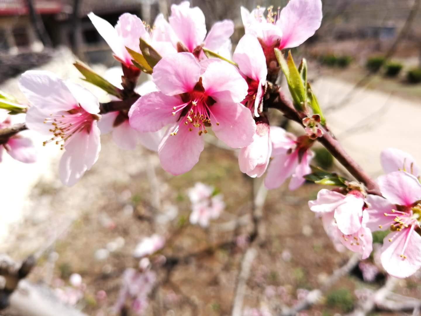 三月桃花的唯美诗句（描写桃花的诗鉴赏）
