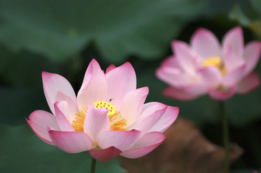 禅语人生境界的句子（佛说心态经典句子）