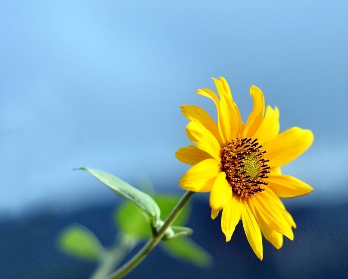 向日葵真正的花语是什么（向日葵浪漫文案简短）