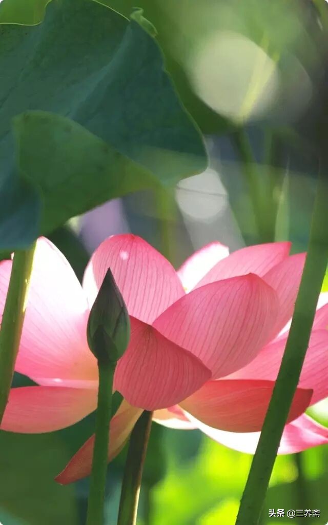 晓出净慈寺送林子方的诗意是什么（晓出净慈寺送林子方意思解释）