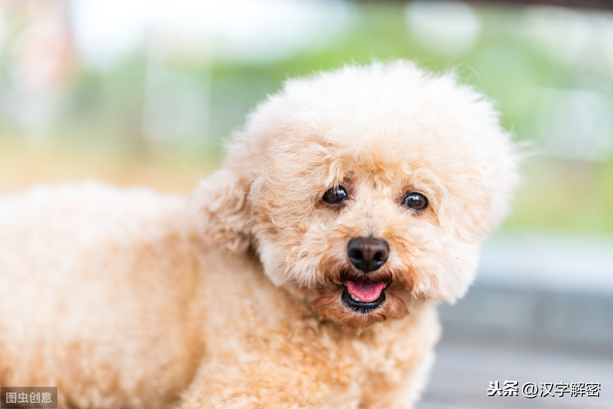 关于犬开头的成语（犬开头的词语大全欣赏）